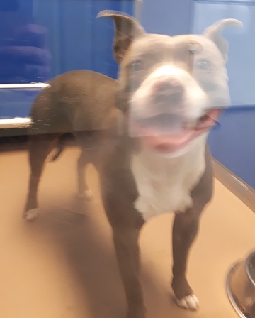 Female grey and white Amstaff found May 20, Barrington Street, Halifax. Reference number 311307