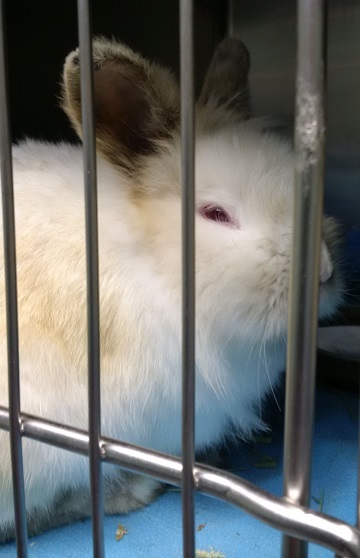 White and brown rabbit found May 22, Nousha Court, Hammonds Plains. Reference number 311408
