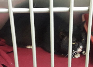 Black and white male domestic short hair cat found August 8, Skyridge Ave, Lower Sackville. Reference number 315766