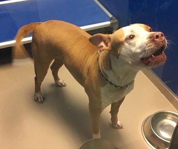 Brown and white female Amstaff founf August 12, Edward Street, Dartmouth. Reference number 315906