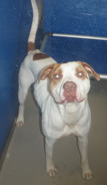 White and orange male Amstaff found August 13, Albro Lake Road, Dartmouth. Reference number 315990