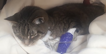 Black grey brown and white female Tabby found August 13, Sackville Drive, Upper Sackville. Reference number 315991