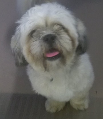 White and grey male Shih Tzu found August 14, Four Mile Lane, Halifax. Reference number 316053