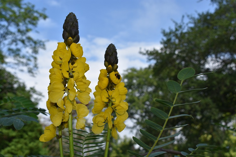 The bright yellow flowers of the Popcorn Plant