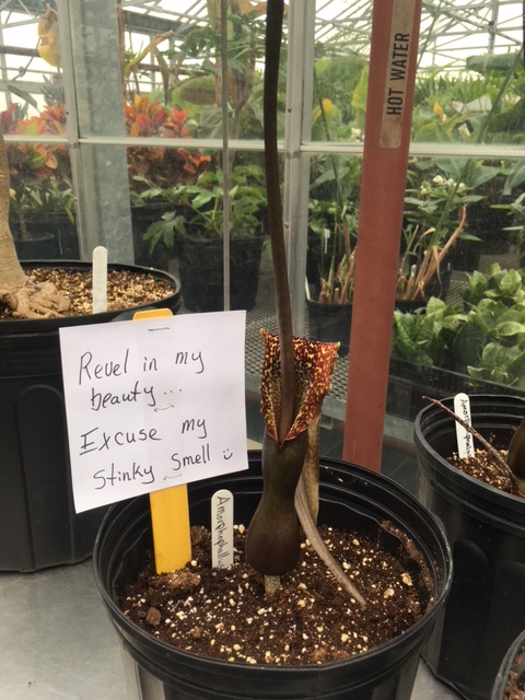 The smelly flower of the Voodoo Lily
