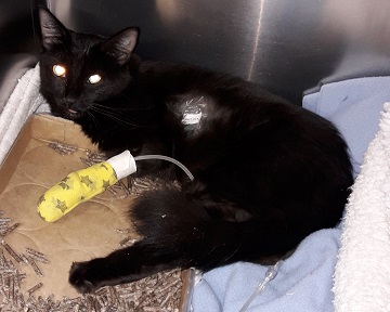Black female domestic medium hair found October 13, Victoria Road, Dartmouth. Reference number 319441
