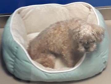 Tan male mixed breed found October 17, Lively Road, Middle Sackville. Reference number 319634