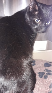 Black male domestic medium hair, found Unity Crt, Middle Sackville November 12 Case 320696