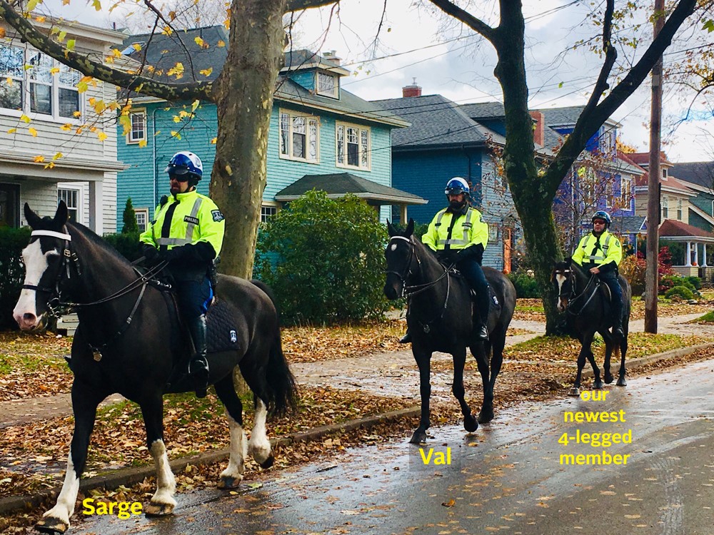 A picture of the three Mounted United horses: Sarge, Val and the newest 4-legged member