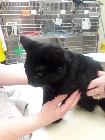 Black unaltered male domestic medium hair cat found January 15th Old Sackville Road Reference#322984