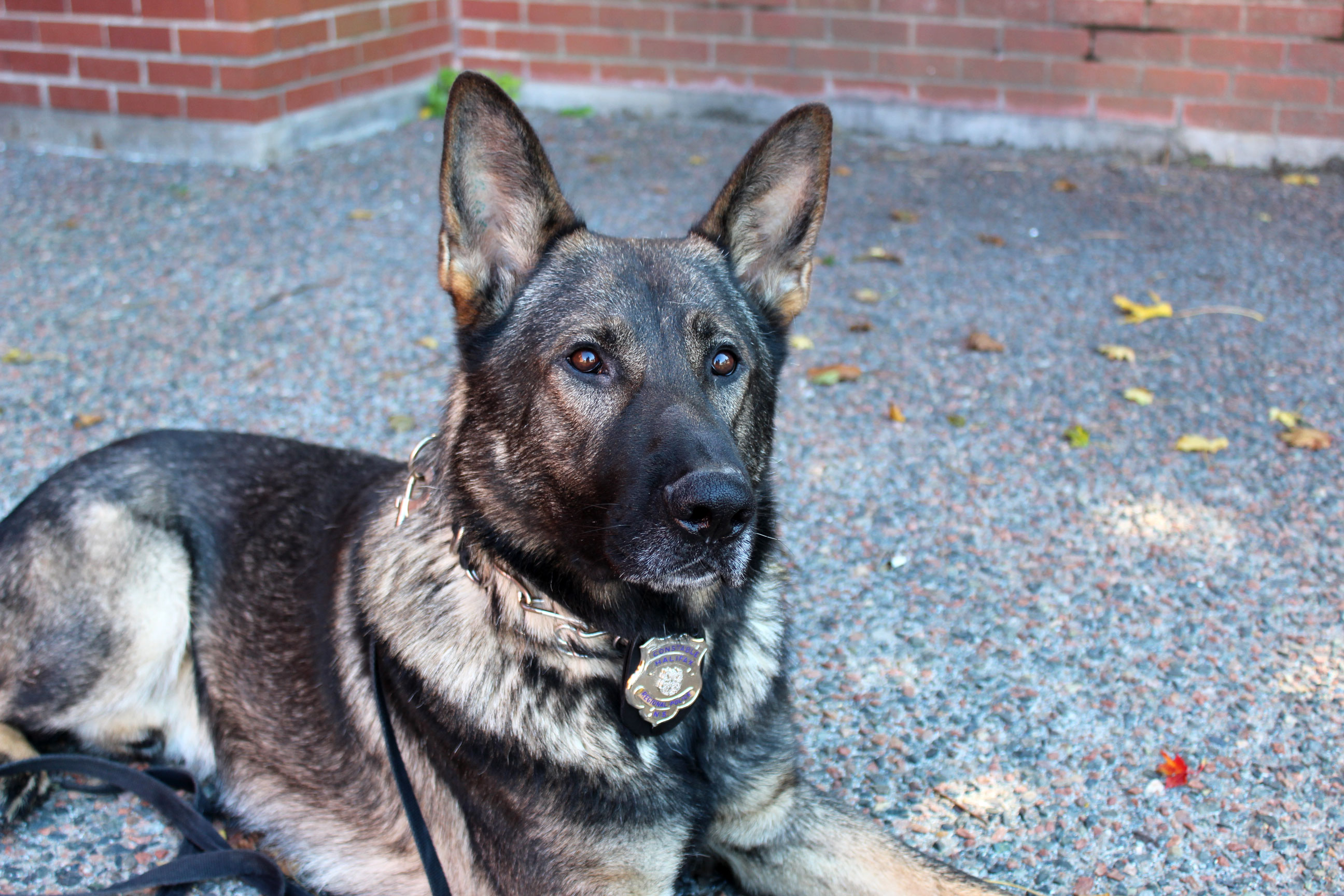 Police Service Dog Steeler