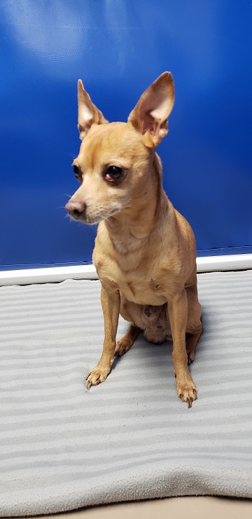 Male Chihuahua found March 20 Silistria Drive, Cole Harbour Reference#325780