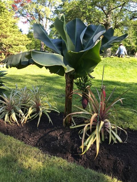 June 2019 Our plant of the month for June is the Musa acuminate (Dwarf Banana) plant. While it looks like a tree, it’s actually an evergreen perennial. The banana is the fourth most important crop in the world, and our very own plant is currently producing fruit! The plant prefers sun and partial shade in a protected area with moist and drained soil, and requires temperatures between 18-27 C for fruit to ripen. You can find this plant in the fruiting shrub and tree bed in the Halifax Public Gardens.