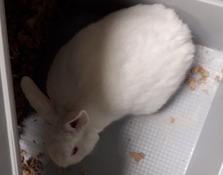 White Lop rabbit found July 14, Macintosh Trail, Halifax. Reference number 332303