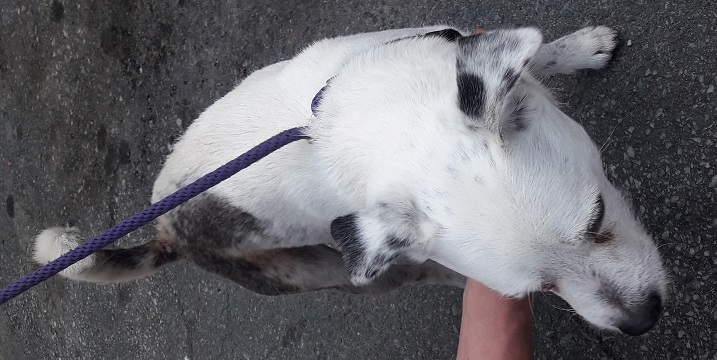 Male white and black Jack Russell Terrier found July 18, Chebucto Road, Halifax. Reference number 332649
