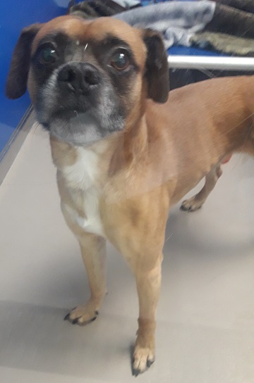 Male Tan, white and black mix breed found July 19, Highfield Park Drive, Dartmouth. Reference number 332680