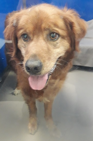 Male red Golden Retriever mix found July 19, Millwood Drive, Middle Sackville. Reference number 332692