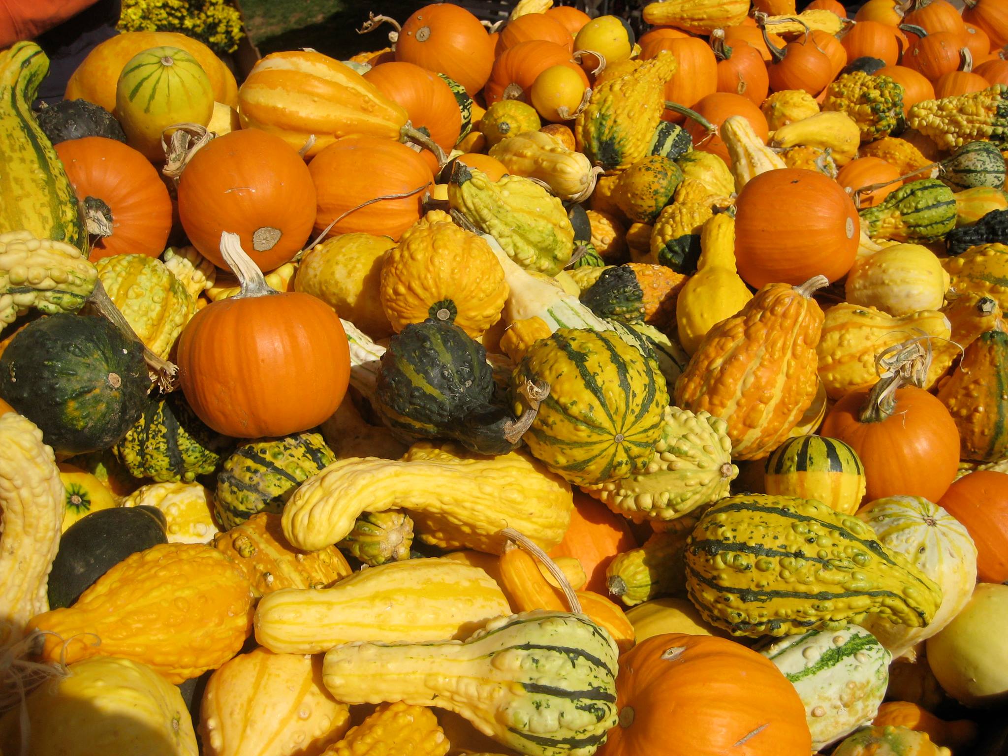Colourful gourds