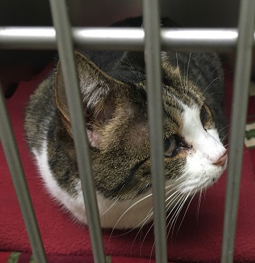 Female black tan and white Tabby found September 10, Windmill Road, Dartmouth. Reference number 335505