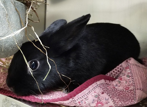 Black Dutch Rabbit found November 7, 2019, Portland Hills Drive, Dartmouth. Referrence number 338448
