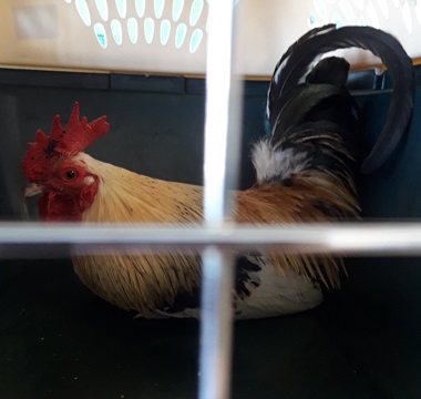 Tan, black and white Rooster found June 18, 2020 Scott Edward Drive, Lower Sackville. Reference number 345518