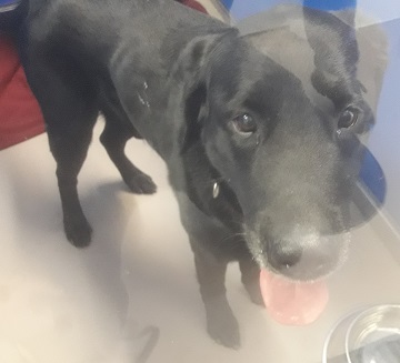 Male black Labrador Retriever wearing a red collar found June 19, Herring Cove Road, Halifax. Reference number 345554