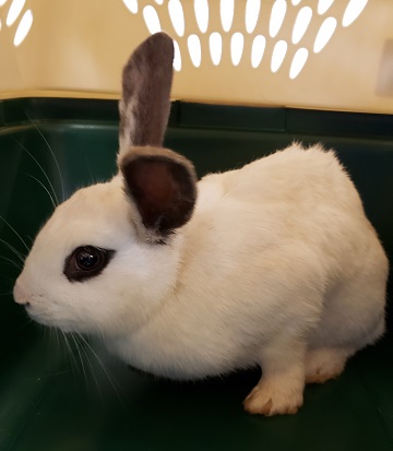 White and brown domestic rabbit found June 22, Highway 277, Lantz. Reference number 345647