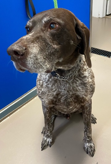 Male brown and white Pointer found June 24, Hammonds Plains Road, Hammonds Plains. Reference number 7607132