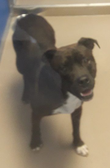 Male black and white Amstaff found September 26, 2020 Selma Drive, Dartmouth. Reference number 348997