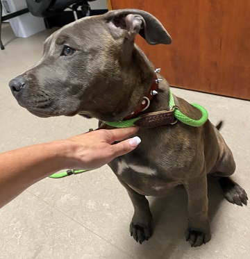 Female blue brindle and white Pit Bull found September 28, 2020 Celtic Drive, Dartmouth. Reference number 349050