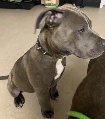 Female blue brindle and white Pit Bull found September 28, 2020 Celtic Drive, Dartmouth. Reference number 349051