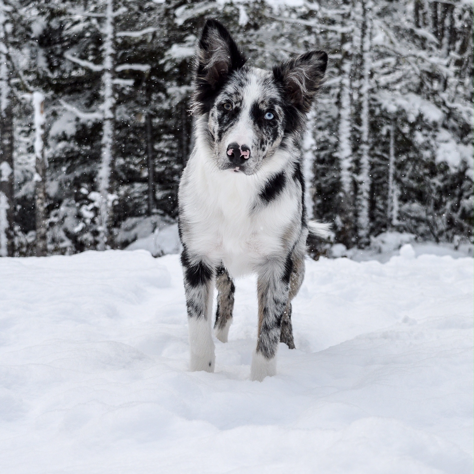 Dog in the snow