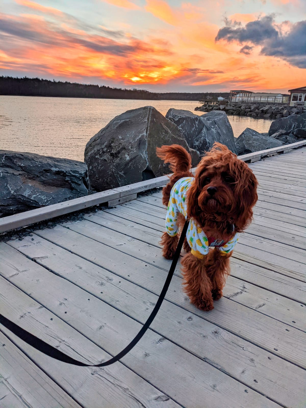 Dog by the water