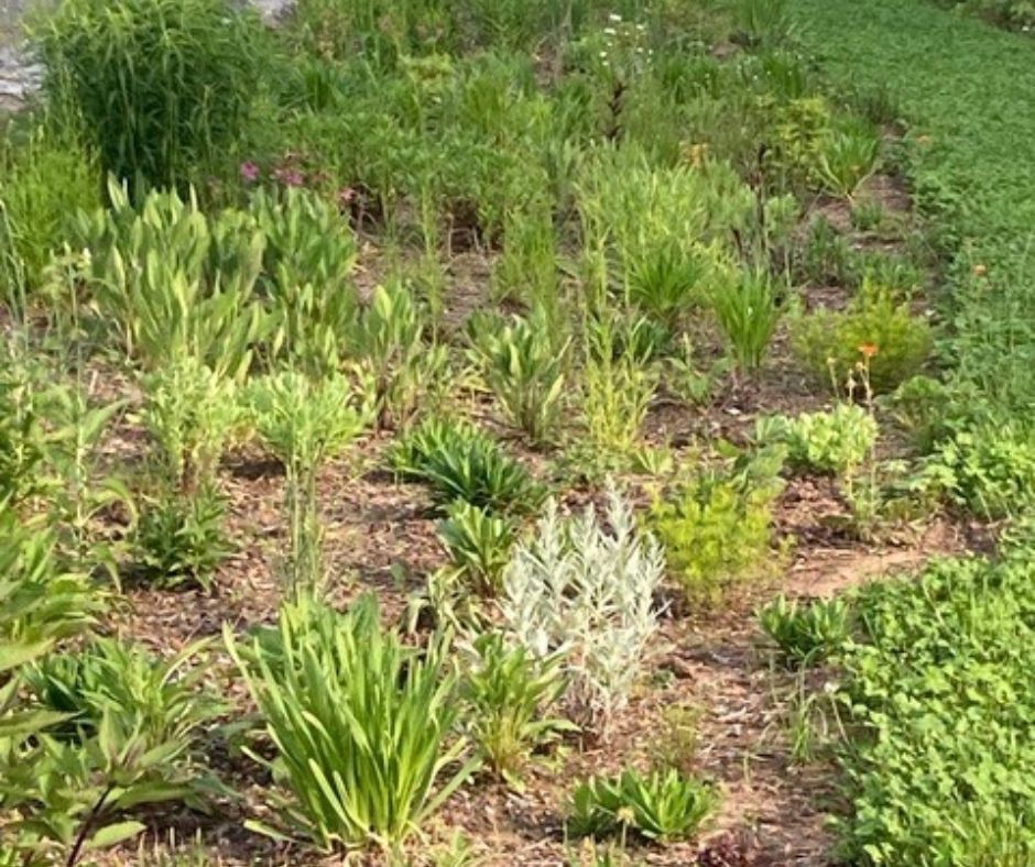 The naturalization site at Sime Court in full bloom