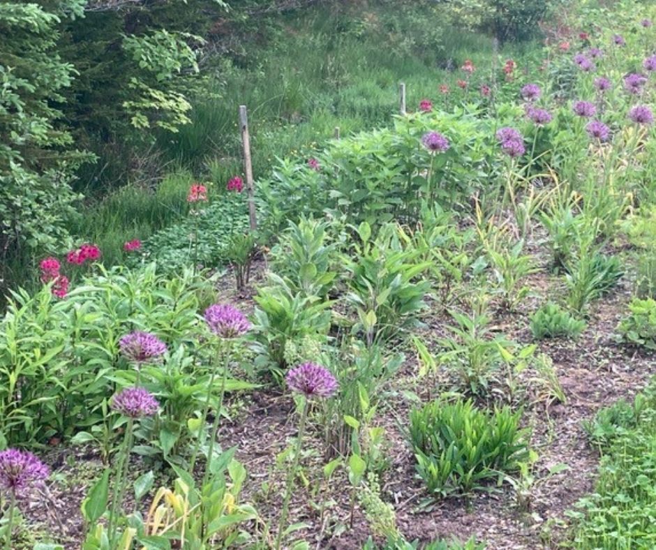 Naturalization site at Sime Court in full bloom