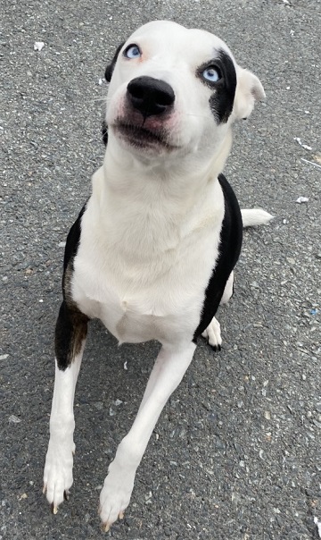 Female white and black Amstaff mix found July 20, 2021 North St and Windsor Street, Halifax. Reference number 359529