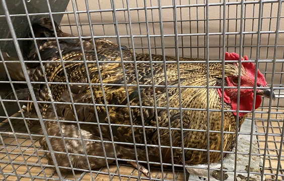 Brown and gold Rooster found July 20, 2021 Macwilliams Road, Carroll's Corner. Reference number 359551