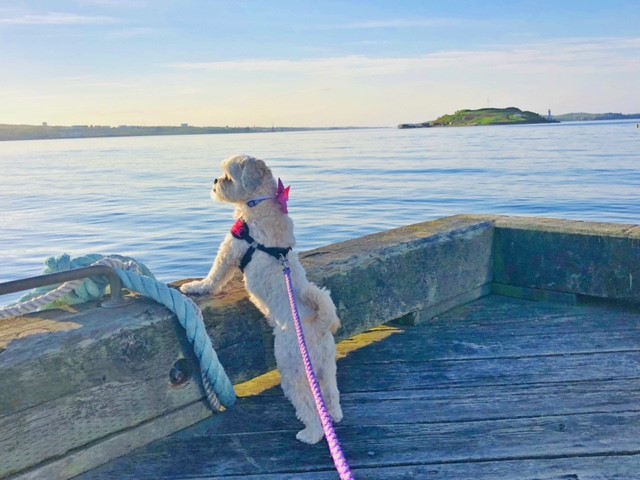 Dog on boardwalk looking at the water