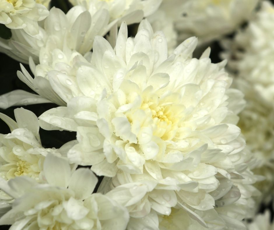 white dahlia flowers close up