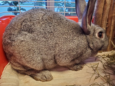 Female grey rabbit found October 22, 2021 Tucker Lake Road, Beaver Bank. Reference number 364144