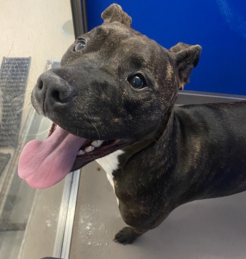 Female black and brown brindle Pit Bull with a white blaze on chest, October 23, 2021 Bedford. Reference number 364157.