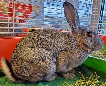 Male grey rabbit found October 25, 2021 Tucker Lake Road, Beaver Bank. Reference number 364251