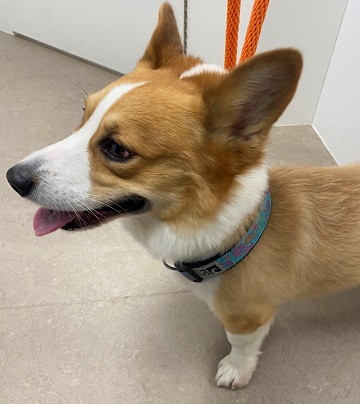 Male red and white Corgi found October 20, 2021 Point Pleasant Park. Reference number 364066
