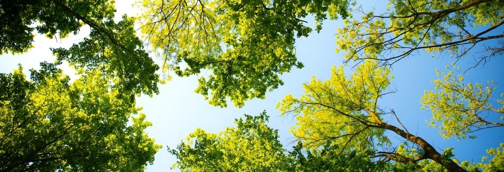 Green tree canopy viewed from below against a blue sky