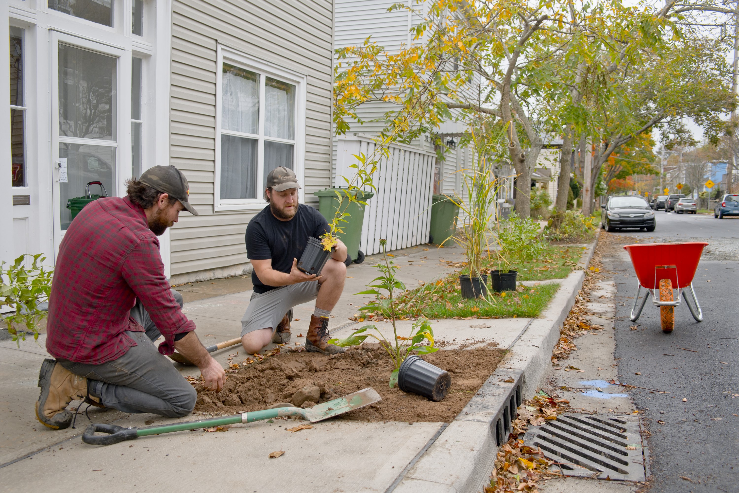 Two men plant perennials in a right of way boulevard.