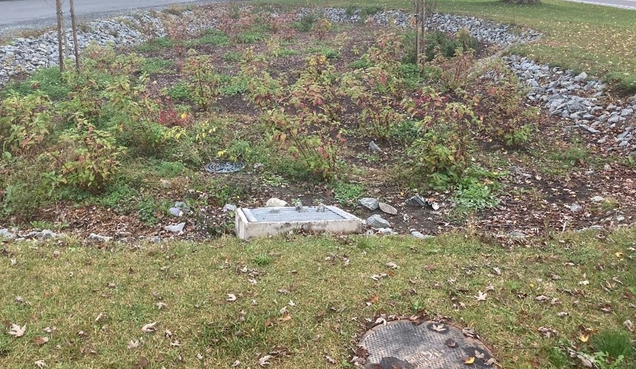 A rain garden on Prince Albert Rd