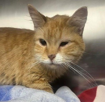 Orange and creme male domestic short hair found November 24, 2023, Bras Dor Lane, Dartmouth. Reference number 387233.