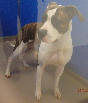 White and brindle female Boxer mix found November 27, 2023, Lacewood Drive, Halifax. Reference number 387255.