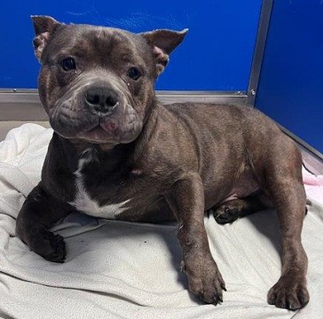 Grey brindle and white male Bulldog Pit Bull mix found November 27, 2023, Booth Street, Dartmouth. Reference number 387307.