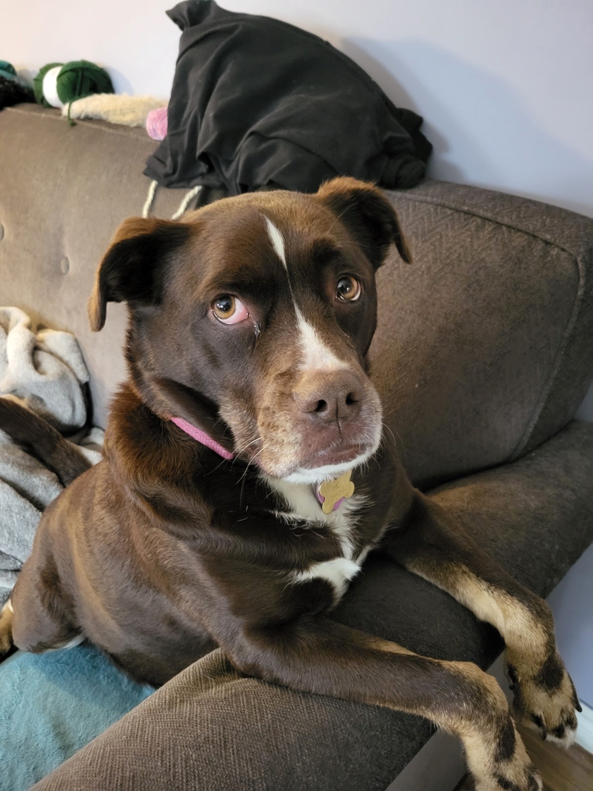 A boxer sits on a sofa and looks at the camera.